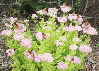 Painted Lady butterflies